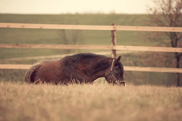 Oud Paard Slaapt Grond Herfst — Stockfoto