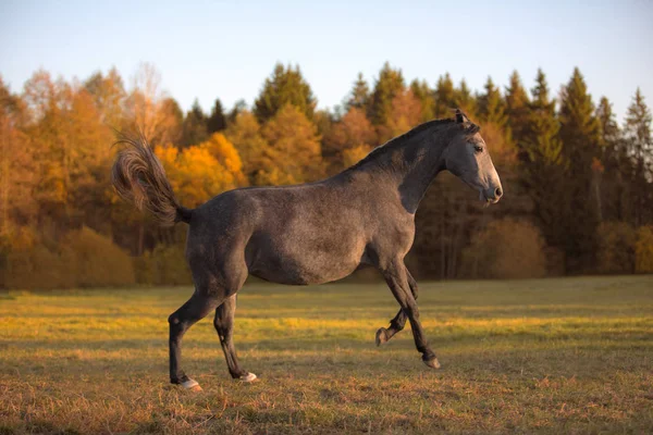 フィールドでギャロップ若い灰色の馬の肖像画 — ストック写真