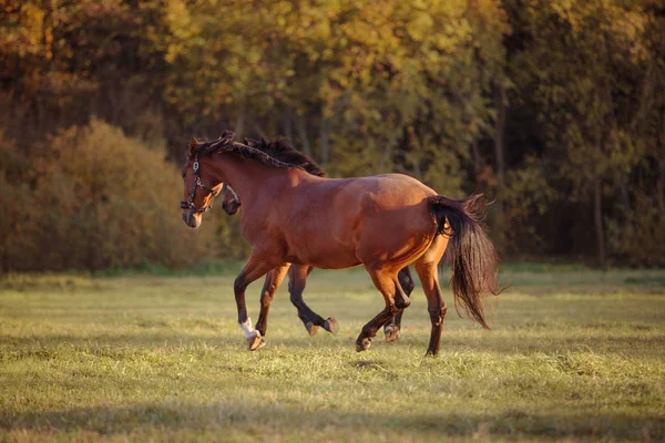 Hästar Galopperande Det Gröna Fältet — Stockfoto