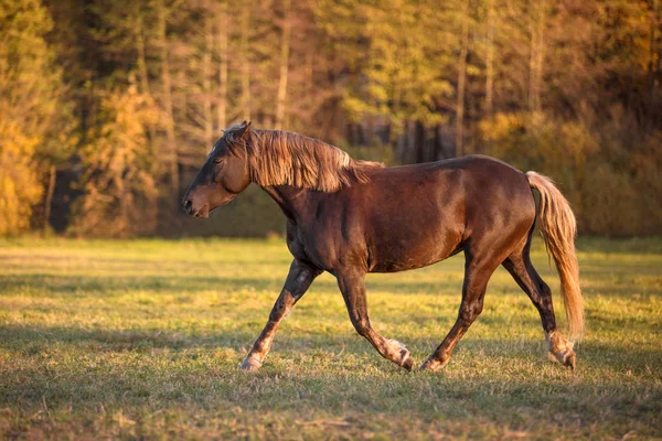 Retrato Yegua Joven Trotando Campo — Foto de Stock