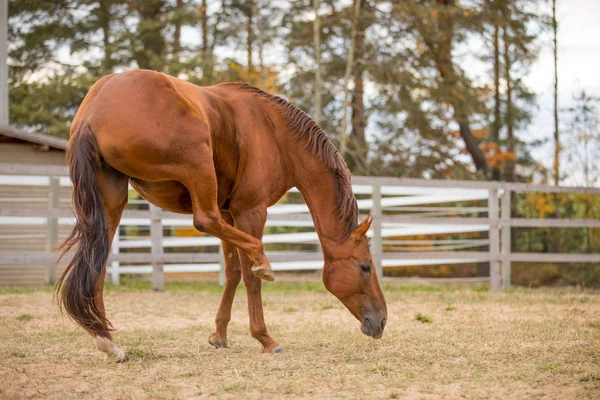 Portret Konia Drapania Się Tylną Nogą Padoku Jesienią — Zdjęcie stockowe