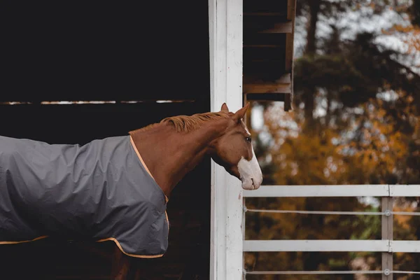 避難所の前のパドックに立っている馬の赤馬 — ストック写真
