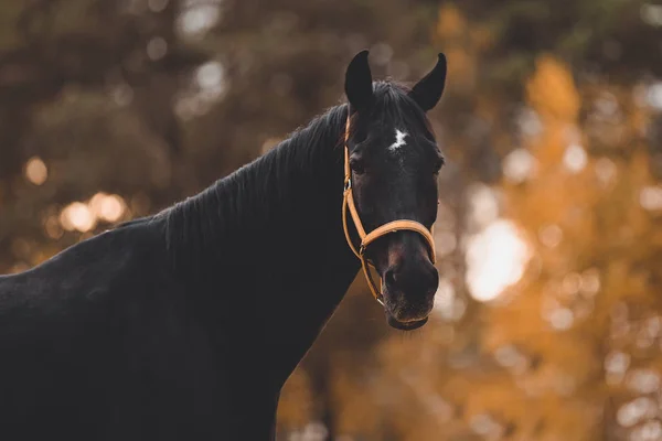 秋の風景の夕方に額に白い斑点を持つ美しい古いイベントゲルディング馬の肖像画 — ストック写真
