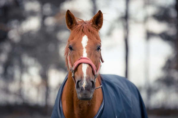 Porträtt Röd Dressyr Valack Häst Hästduk Höstlandskap — Stockfoto