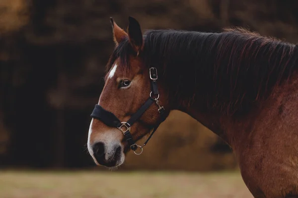 Retrato Caballo Gelding Con Ojos Azules Mancha Blanca Frente Paisaje —  Fotos de Stock