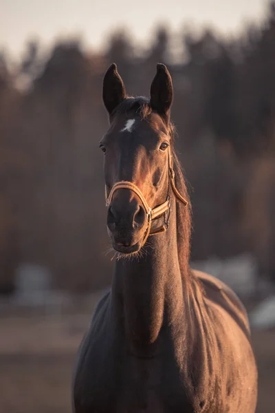 Porträt Eines Schönen Pferdes Mit Weißem Fleck Auf Der Stirn — Stockfoto