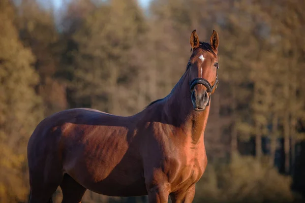 Retrato Hermoso Caballo Paisaje Otoño — Foto de Stock