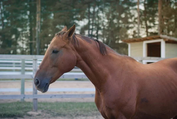 Červený Kůň Paddocku — Stock fotografie