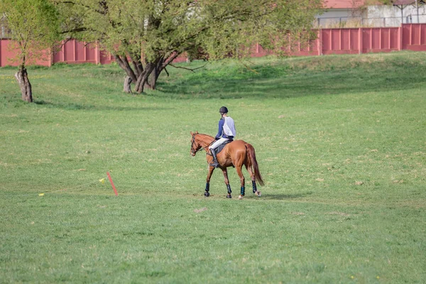 競走に負けた馬とライダー — ストック写真