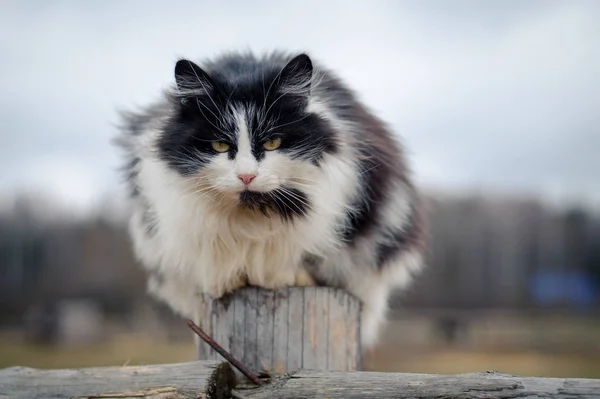 Портрет Деревенской Кошки — стоковое фото