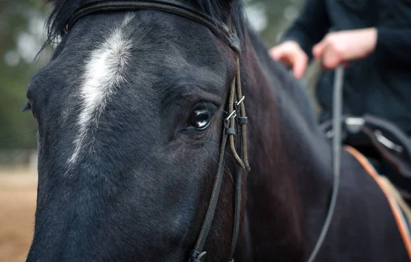 Ritratto Cavallo Con Linea Bianca Sulla Fronte Occhio Bianco Durante — Foto Stock