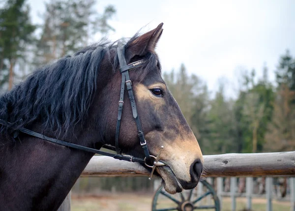 Portrait Cheval Pendant Entraînement — Photo