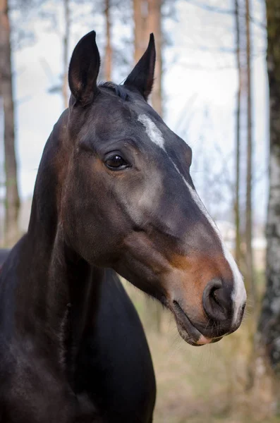 Caballo Bosque — Foto de Stock