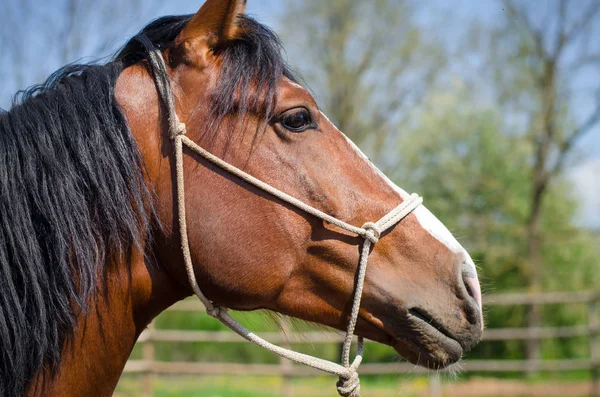 Stallion Portréja Kötőfék — Stock Fotó