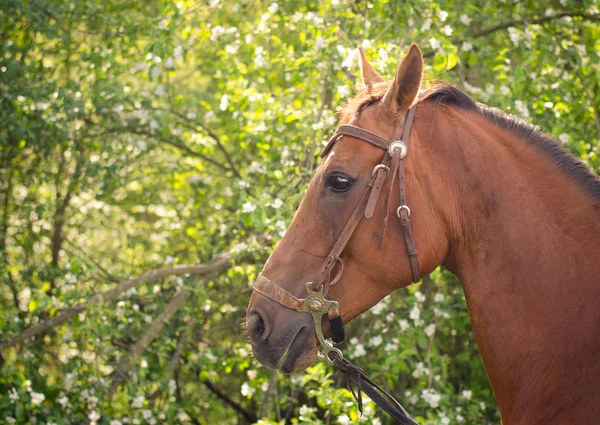 Retrato Caballo Brida Con Hackamore — Foto de Stock