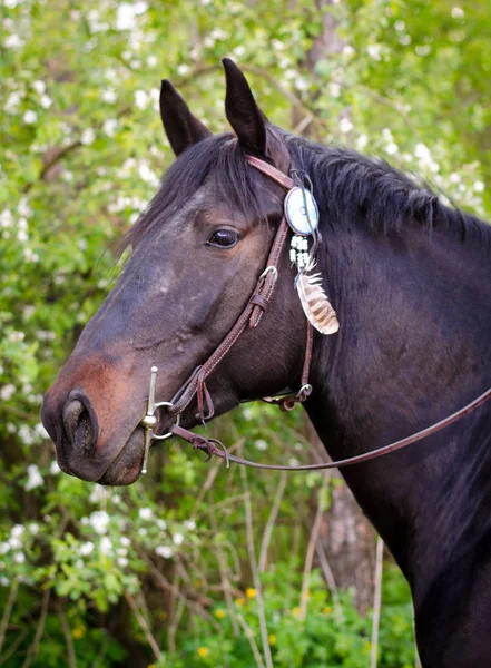 Portrét Západního Koně Výzdobou Uzdu — Stock fotografie