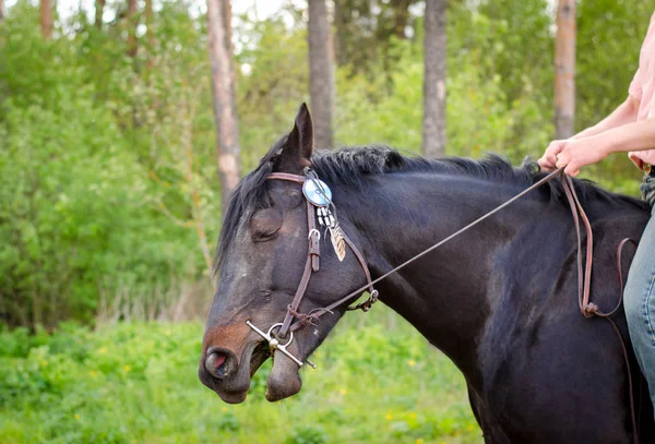 Portrait Horse Pain Mouth — Stock Photo, Image