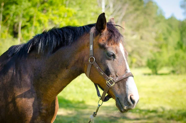 Kobylský Kůň Létě — Stock fotografie