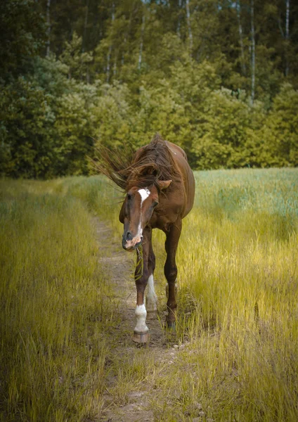 Trakehner Stallion Shaking Green Meadow — Stock Photo, Image