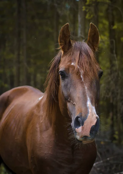 Portrait Trakehner Stallion Summer Forest — Stock Photo, Image