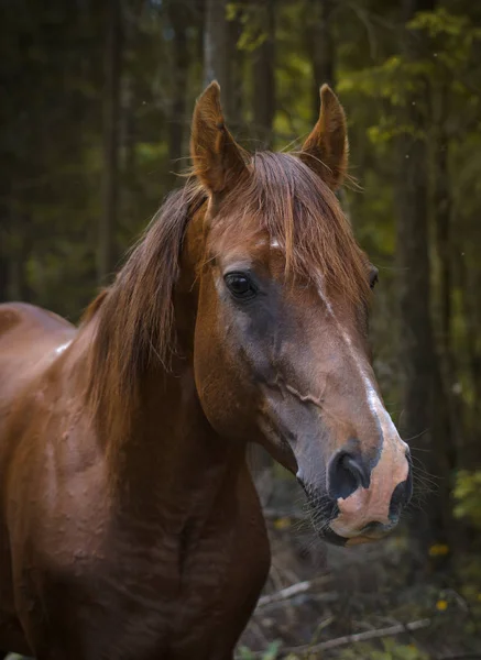 Stallone Trakehner Nella Foresta Estiva — Foto Stock