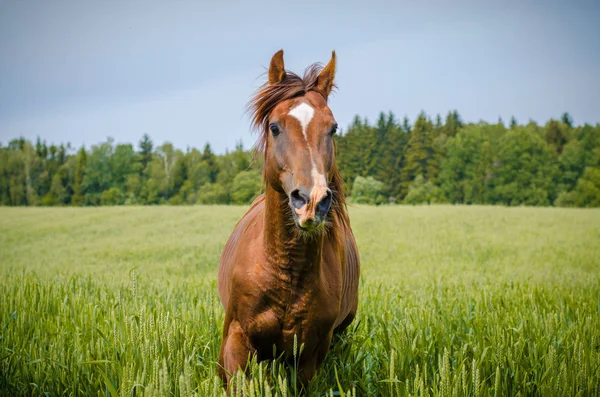 緑の牧草地で走るトラケナー種馬 — ストック写真