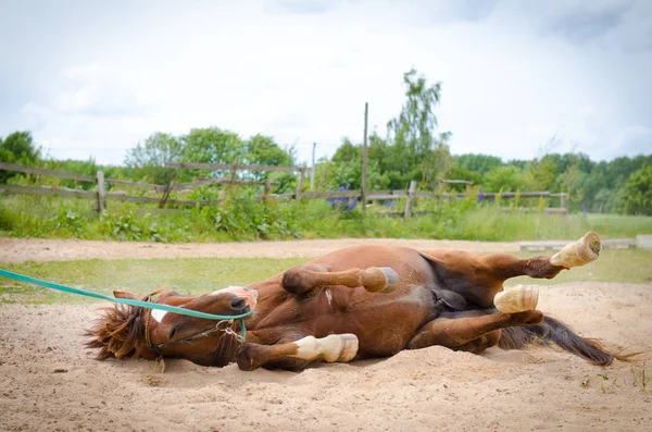 Trakehner Stallion Scratching Itself Ground — Stock Photo, Image