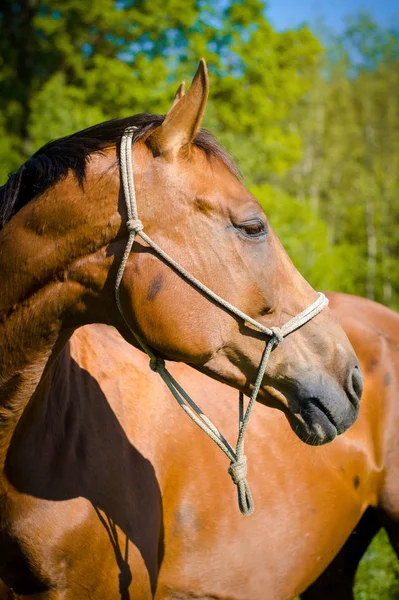 Beautiful Red Don Mare Horse — Stock Photo, Image