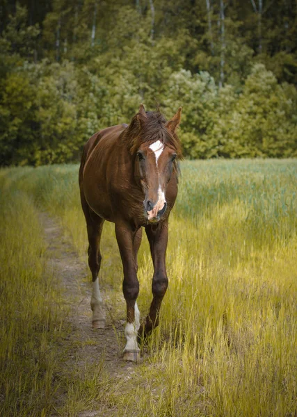 緑の草原を歩くトラケナー種馬 — ストック写真