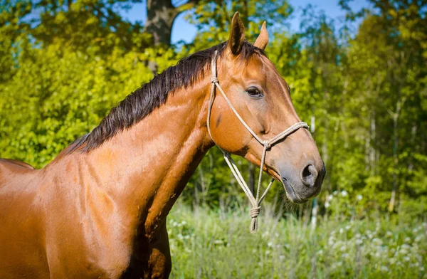 Portrait Red Don Mare Horse — Stock Photo, Image