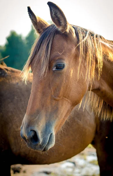 夏のトラケナー子馬の肖像画 — ストック写真