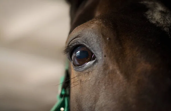 beautiful eyes of dark mare horse