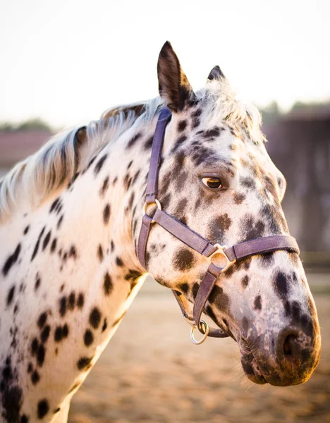 Porträtt Vacker Prickig Hingst — Stockfoto