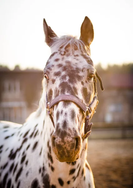 Porträtt Prickig Hingst — Stockfoto