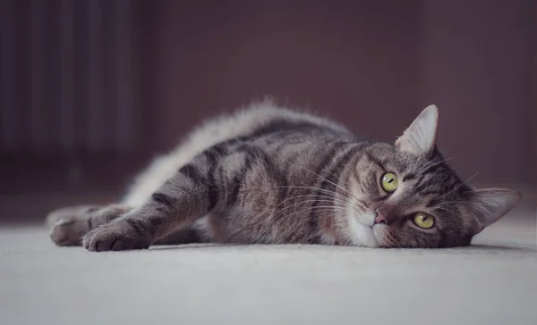 Retrato Gato Tendido Suelo —  Fotos de Stock