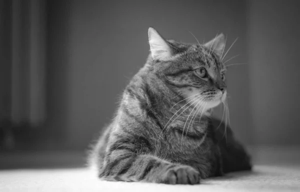 Portrét Kočky Černobílá — Stock fotografie
