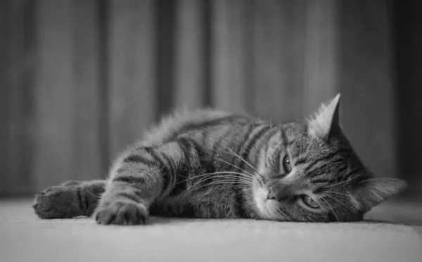 Portrét Kočky Černobílá — Stock fotografie