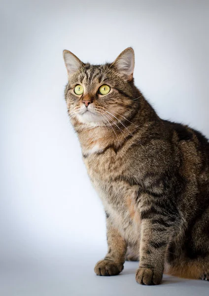 Ung Manlig Katt Med Gula Ögon Isolerade Vit Bakgrund — Stockfoto