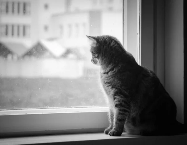 Pencere Eşik Üzerinde Kedi Portresi — Stok fotoğraf