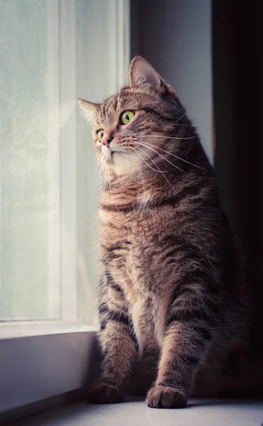 Tabby Katt Fönsterbrädan — Stockfoto
