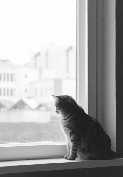 Kedi Pencere Pervazında — Stok fotoğraf