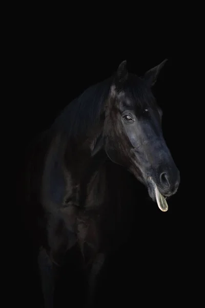 Черный Конь Черном Фоне Высунул Язык — стоковое фото