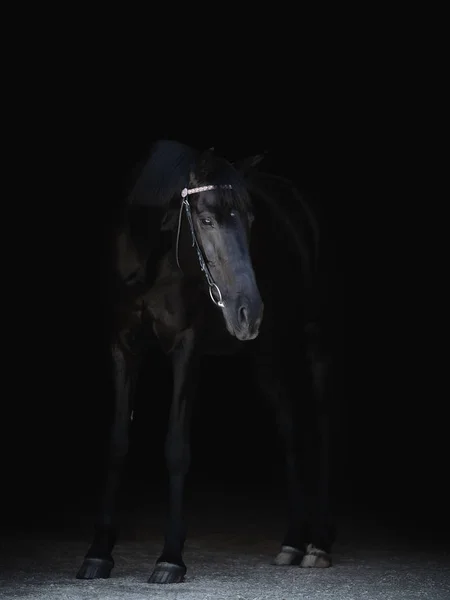 美丽的黑马与带毛的隔离在黑色背景 — 图库照片