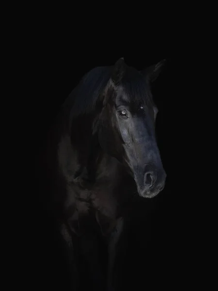 Πορτρέτο Του Εκθαμβωτικό Μαύρο Άλογο Απομονωθεί Μαύρο Φόντο — Φωτογραφία Αρχείου