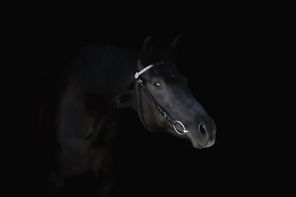 Porträt Eines Schönen Schwarzen Pferdes Mit Zaumzeug Auf Schwarzem Hintergrund — Stockfoto