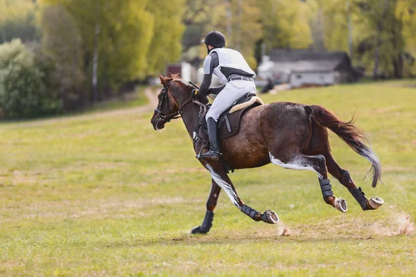 Pferdeporträt Galopp Bei Vielseitigkeitsprüfung — Stockfoto