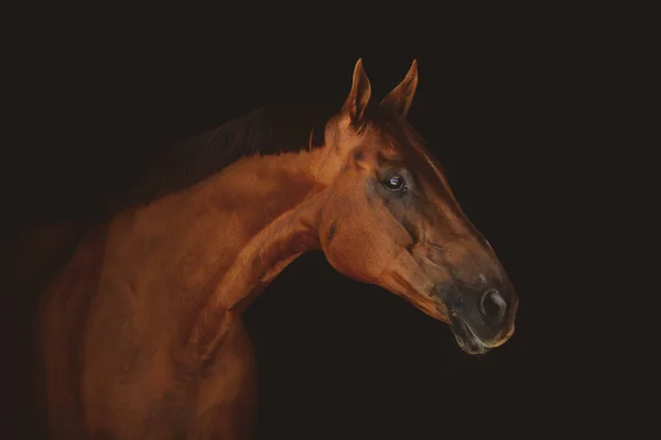 Atemberaubend Schöne Rote Pferd Isoliert Auf Dunklem Hintergrund — Stockfoto