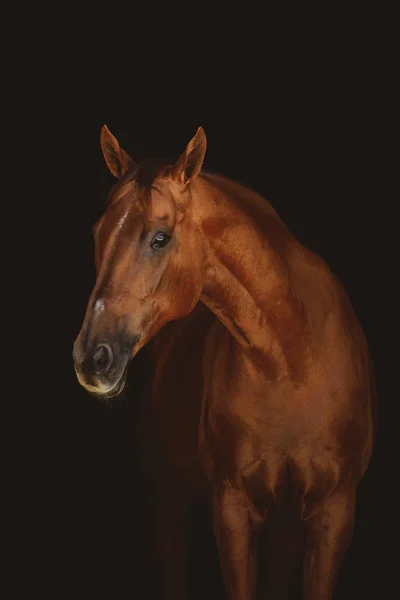 Mooie Rode Merrie Paard Geïsoleerd Donkere Achtergrond — Stockfoto