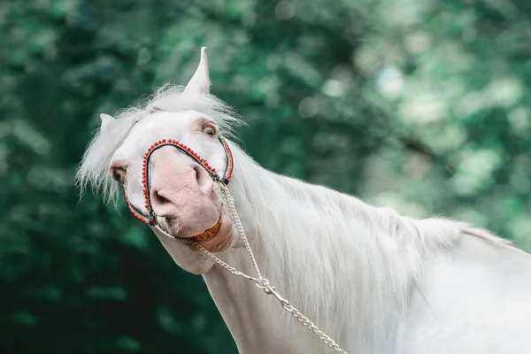 Porträtt Funny Crazy Isabellatörnskata Horse — Stockfoto