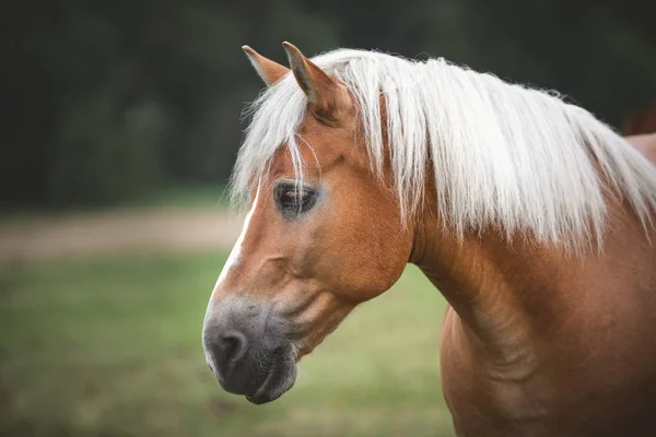 Portrait Cheval Rossignol Été — Photo